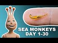 My sea monkeys day 1  30   the first month of growth