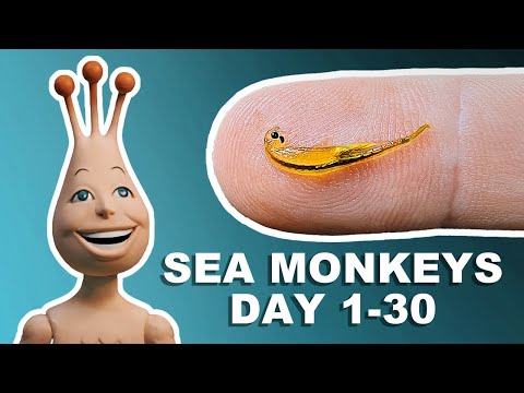 Video: Hvordan vokse Sea Monkeys