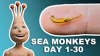 My Sea Monkeys: Day 1  30 |  The first month of growth