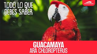 GUACAMAYA ARA CHLOROPTERUS | LO QUE DEBES DE SABER DE ESTA AVE Guacamayo Rojo Como Mascota 🦜