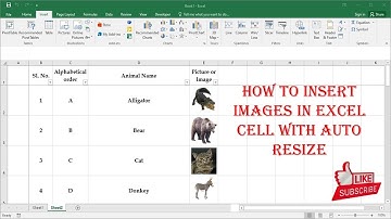 HOW TO INSERT IMAGES IN EXCEL CELL AND AUTO RESIZE WITH CELLS