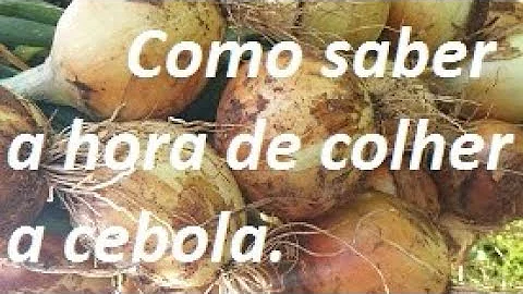 Como saber se cebola está boa?