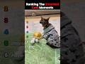 Ranking the Smartest Cats 😳🗿 #funny #cats #smartcat #satisfying #shorts