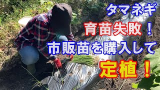 タマネギ　育苗失敗！　市販苗を購入して定植！