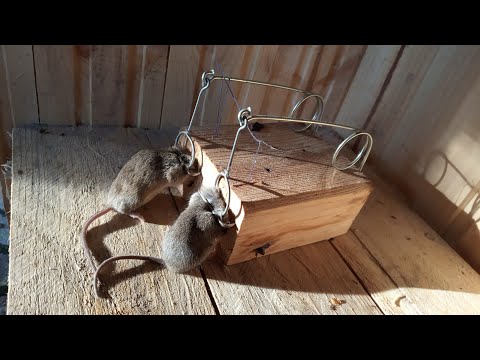 Уничтожение мышей с помощью ловушки