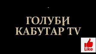 УЙИНЧИ КАБУТАРЛАР 🕊БОЙНЫЕ ГОЛУБИ 🕊🇷🇺🇹🇷🇱🇸👈👍