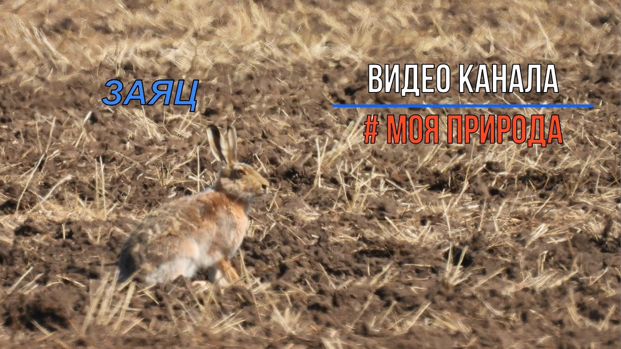 Заяц русак в поле