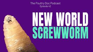 New World Screwworm Is in Texas, What Chicken Keepers Need to Know