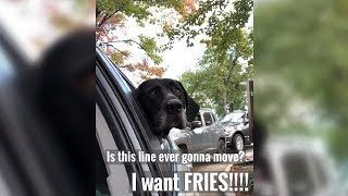 Doggie At The Drive-Thru