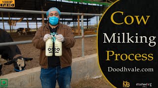 Cow Milking Process At Doodhvale Dairy Farm screenshot 5