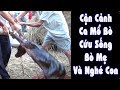 Cận Cảnh Ca Mổ Bò Không Sinh Được - Cứu Sống Thành Công Bò Mẹ Và Nghé Con - 92 Vlog