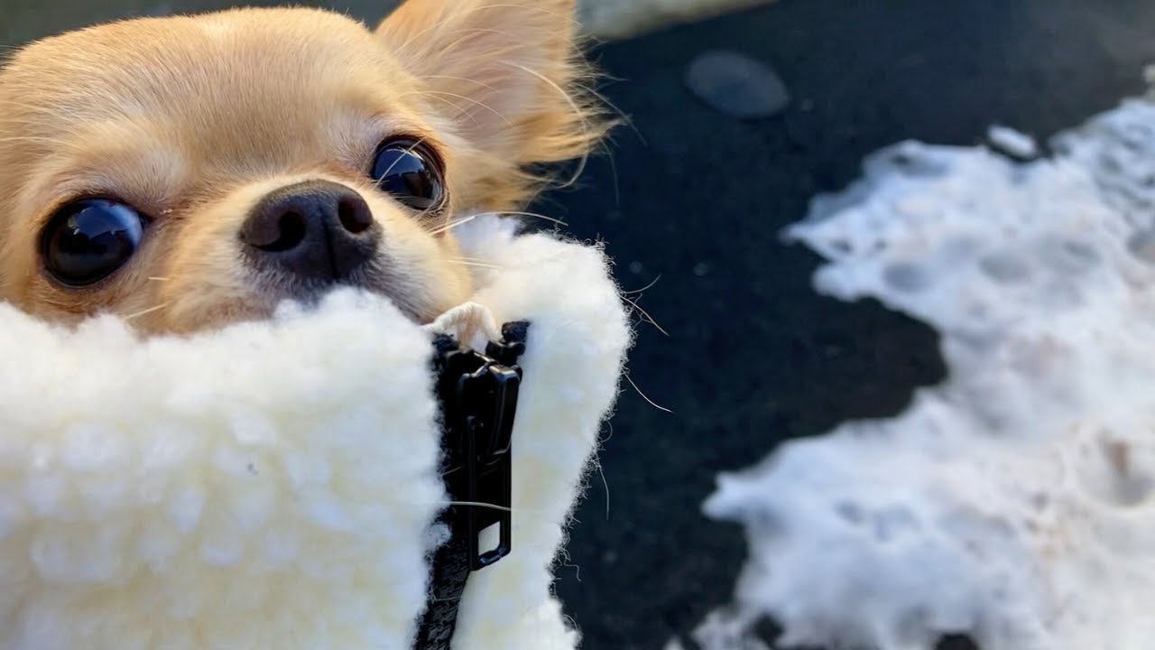 This greenhouse-raised Chihuahua is sensitive to the cold and