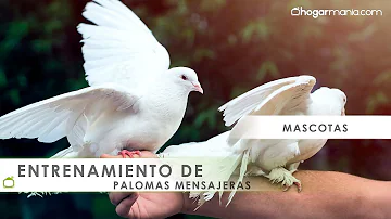 ¿Cómo entrenan a las palomas para enviar mensajes?