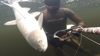 very INTERESTING video! SPEARFISHING  river (VOLGA).очень интересное видео!Подводная охота(very INTERESTING video. SPEARFISHING with yakayasub 82cm. river (VOLGA).очень интересное видео! Подводная охота с yakayasub #spearfishing ..., 2016-06-24T03:00:00.000Z)