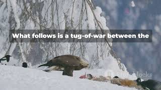 Eagle vs Fox
