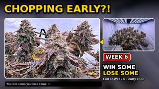 You win some, you lose some! End of week 6 and chopping early 😔