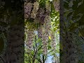 beautiful flowers #trendingshorts