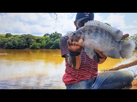 Como pescar tilapia? A melhor isca para pescar tilapia! - YouTube
