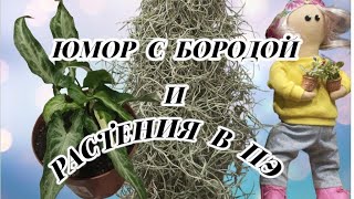 видео: 🌱СМЕЁМСЯ🤣ЧЕРЕНКУЕМ, ПЕРЕСАЖИВАЕМ ,  в прямом эфире! картинка: 🌱СМЕЁМСЯ🤣ЧЕРЕНКУЕМ, ПЕРЕСАЖИВАЕМ ,  в прямом эфире!