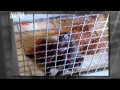 Детеныш павиана гелады  во французском зоопарке