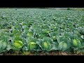 Cabbage Farming A Step By Step Guide For Beginners Agriculture
