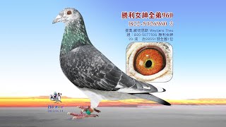 提奧.維切恩斯B22-5026960