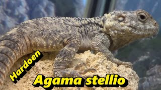 Agama stellio - Hardoen