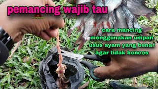 cara mancing ikan tawes menggunakan umpan usus ayam || umpan jitu ikan tawes #324