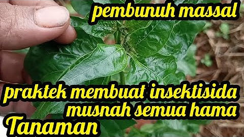 TUMPAS HABIS SEMUA HAMA | Pakai Insektisida Pemusna Massal Tanaman Jadi Mulus Semua...!!!a