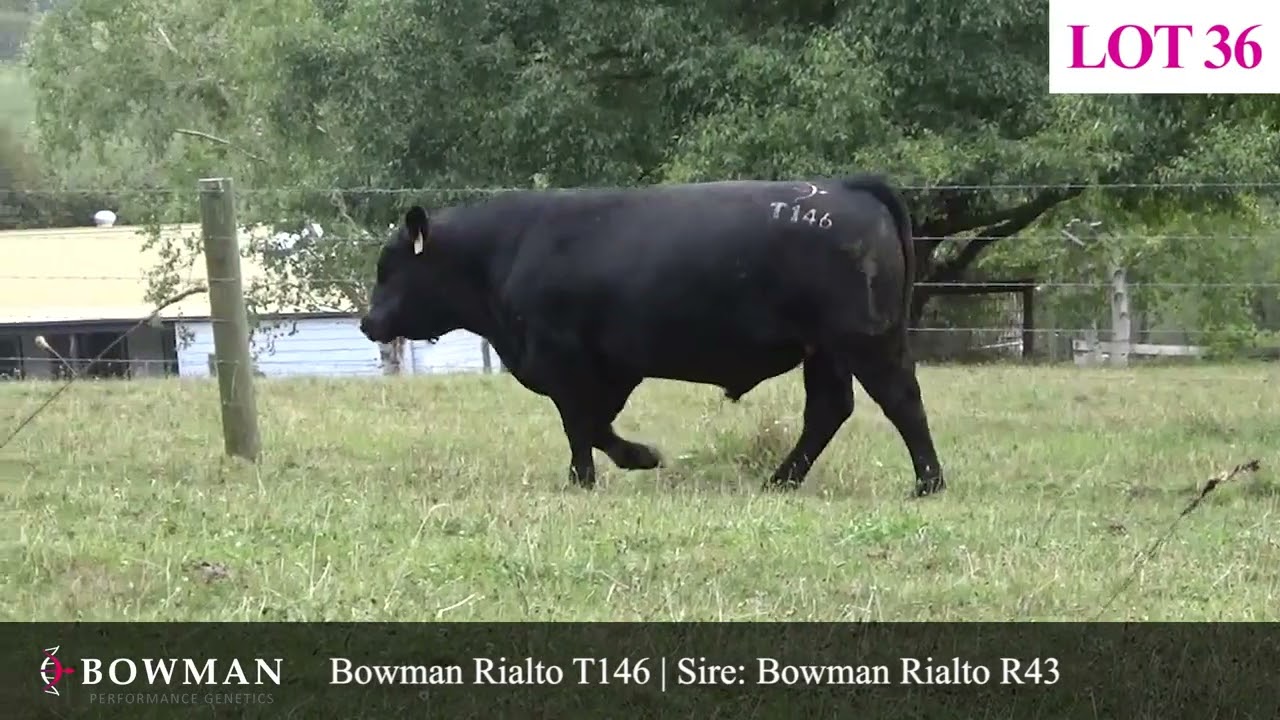 LOT 36 - Bowman Rialto T146