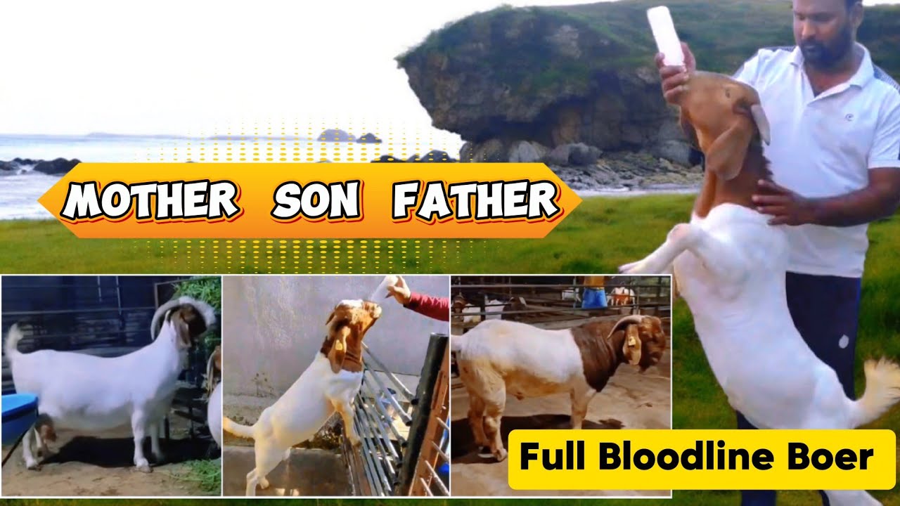 Full Bloodline BOER KID - African Boer Goat - Nirmiti Boer Goat Farm, Palus 