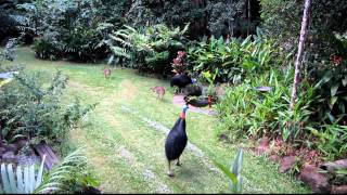 cassowary family