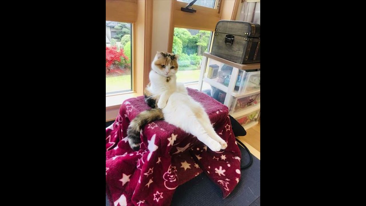 猫 セクシーな猫たち 大人向け Youtube