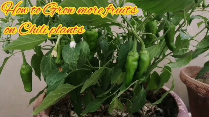 Unlock The Benefits Of Pruning Pepper Plants 2024