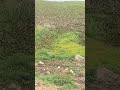 UNKNOWN BIRDS IN THE HOSUR LAKE #nature #birds