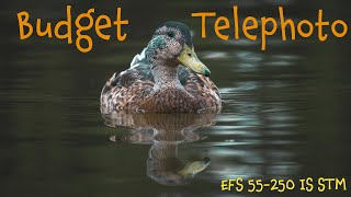 Eos M6 Mark Ii With A Budget Telephoto Is The 55-250 Is Stm Any Good