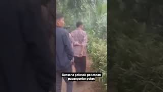 suasana pelosok pedesaan pcangombo pct