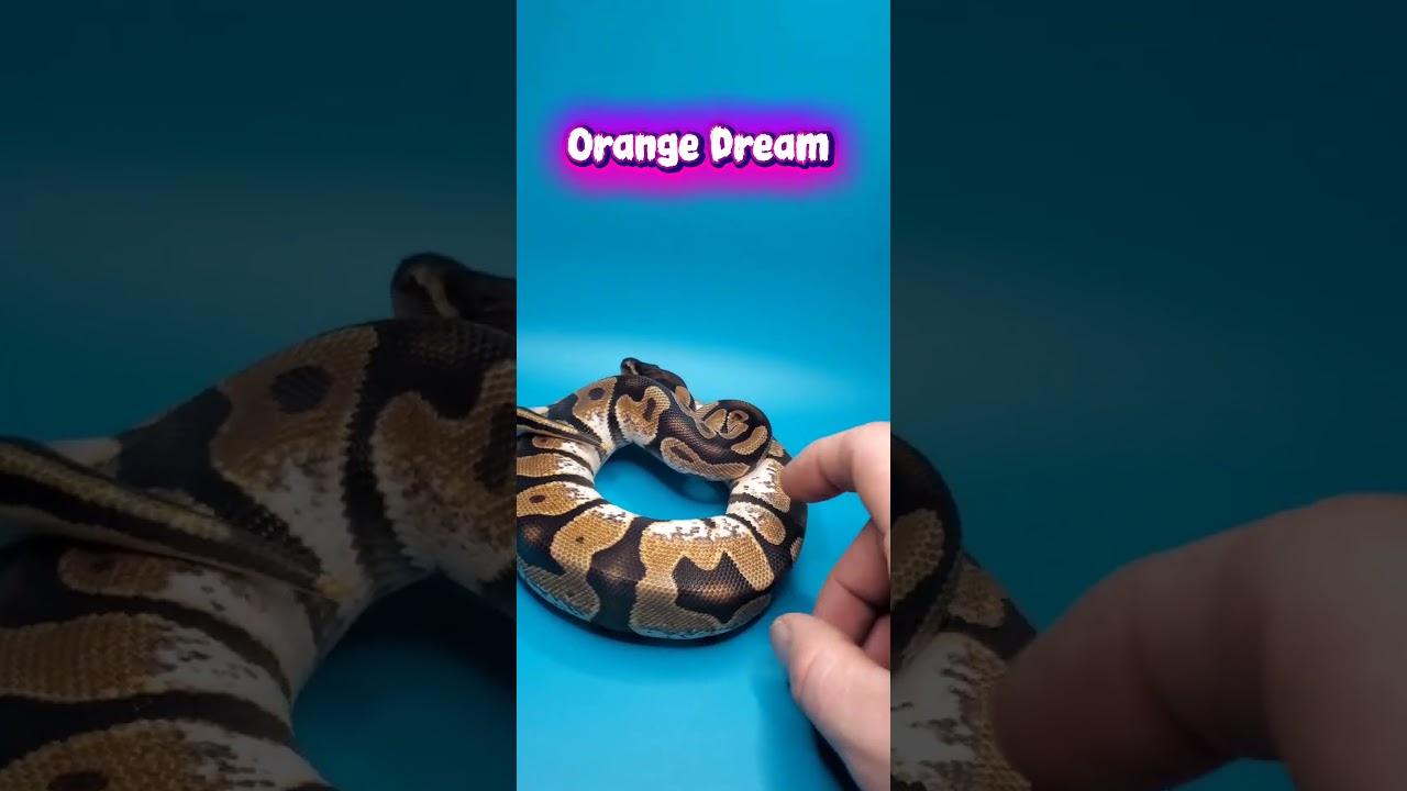 This combos is simple but pops! 