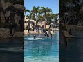 Dolphin Show at SeaWorld, Gold Coast