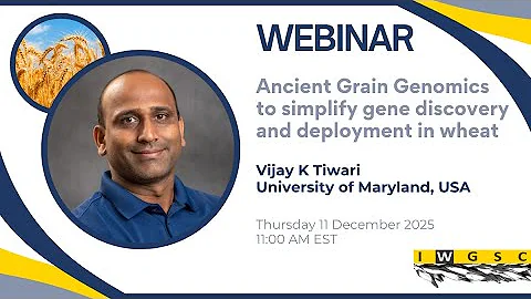 Ancient Grain Genomics to simplify gene discovery and deployment in wheat