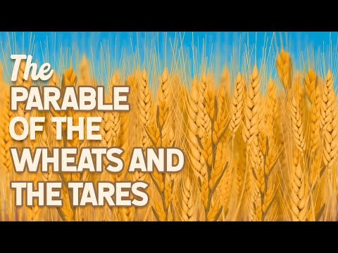 The Parable Of The Wheats And The Tares Matthew 13 24 30 Illustrated By Daisy Illustrations