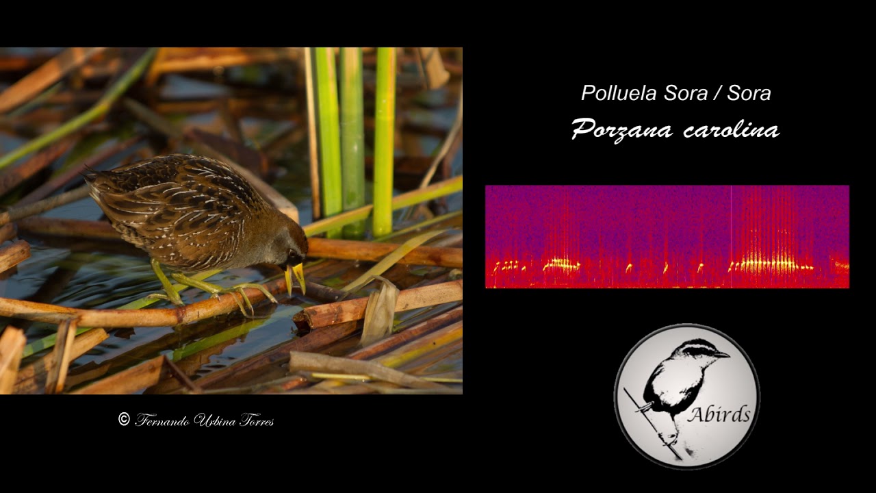 Polluela Sora (Porzana carolina)