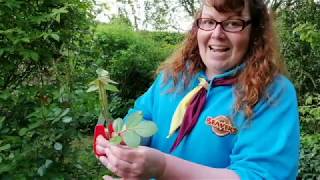 Beaver Activity 2 - Gardening