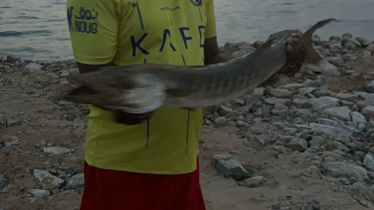 Catching big barracuda fish