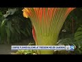 Corpse Flower Botanical Garden