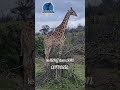 Girafe en Afrique du Sud #aventuresexpress #chasse #mariohuot #nature #pleinair #hunting #giraffe