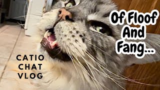 Cats And Tiger Genomes | Catio Chat Vlog #pets #animals #catvideo #cats #catlover by Maine Coon Capers 374 views 2 weeks ago 10 minutes, 13 seconds