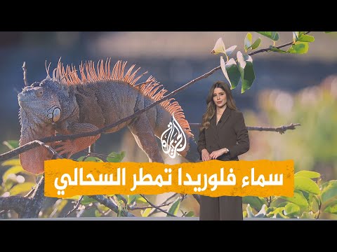 شبكات | رعب في أمريكا.. السماء تمطر سحالي عملاقة في فلوريدا.. ما القصة؟