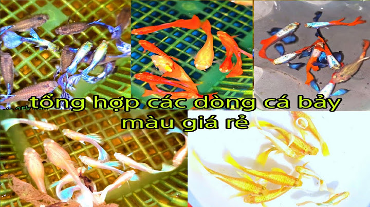 Tổng hợp các dòng cá bảy màu giá rẻ | NVN Guppy