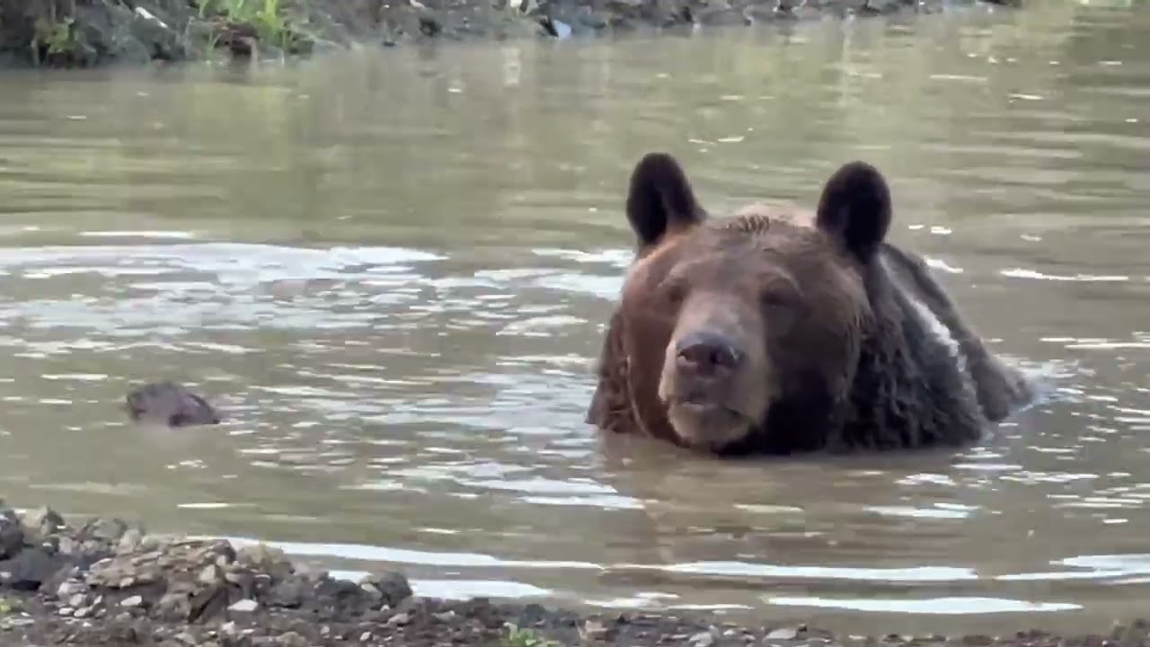 Very adorable video of Leo playing with his pond rocks, when he suddenly hears a plane fly over.